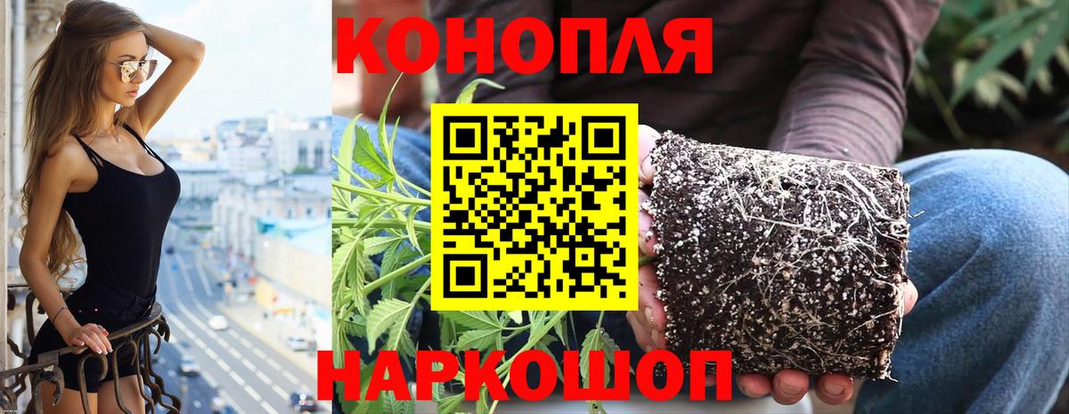 Бошки марихуана планчик  Вход с VPN  Бошки Шишки VHQ  Волжск  Конопля Ganja  Шишки марихуана тримм 